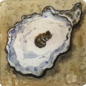 Oyster II 