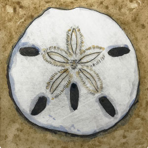 Sand Dollar