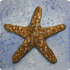 Sea Star Sea Star