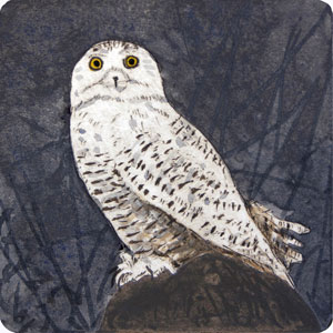 Snowy Owl Snowy Owl