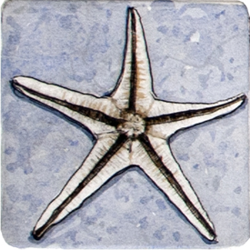 Starfish - Blue