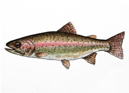 Trout Trout